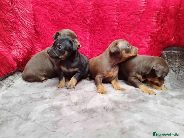 Pinscher Miniatura perros MINIPINCHER // ANDALUCÍA - Anuncio 8