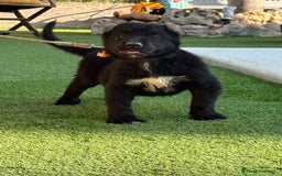 Pastor de Asia Central perros en venta: Cachorra de kangal x Alabai  - Imagen 1