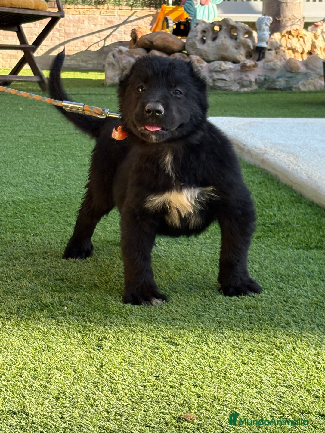Pastor de Asia Central perros en venta: Cachorra de kangal x Alabai  - Imagen 1