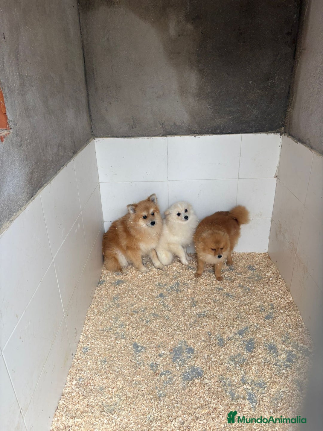 Pomerania perros en venta: Pomerania machos - Anuncio 2