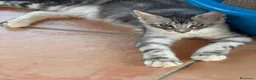 Maine Coon gatos en venta: Precioso cachorro Maine Coon - Anuncio 4
