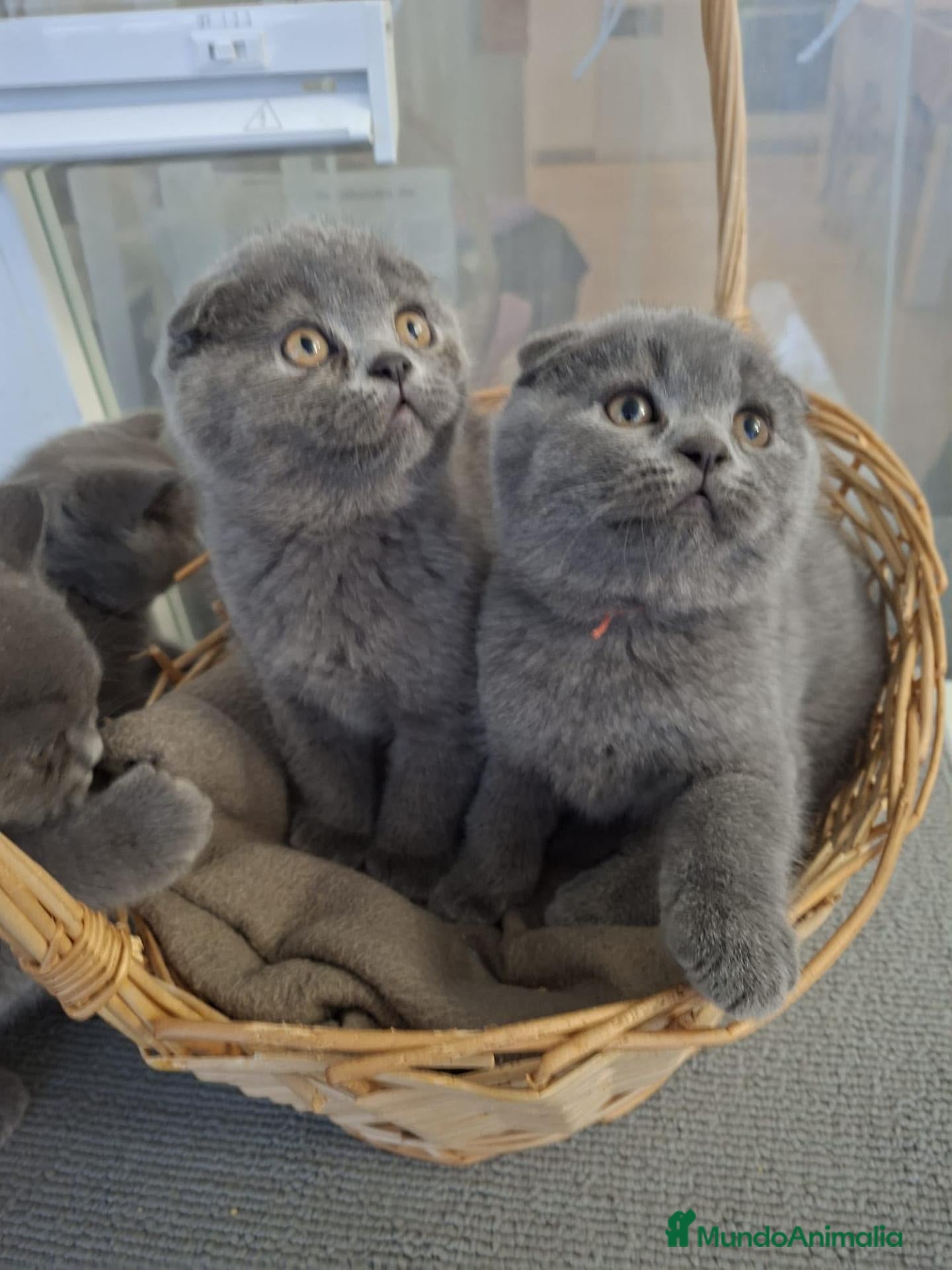 Scottish Fold gatos en venta: Camada de scotish fold - Anuncio 5