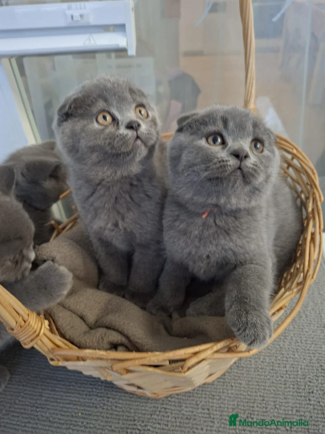 Scottish Fold gatos en venta: Camada de scotish fold - Anuncio 1