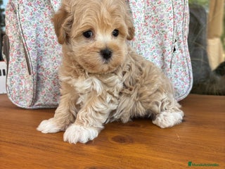 Maltipoo perros - Anuncio 1