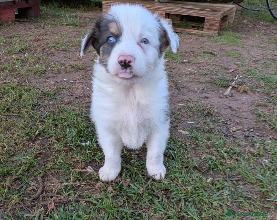 Border Collie perros en venta: BORDER COLLIE MACHO - Anuncio 2