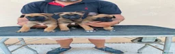 Pastor Belga Malinois perros en venta: PASTOR BELGA MALINOIS  - Anuncio 5