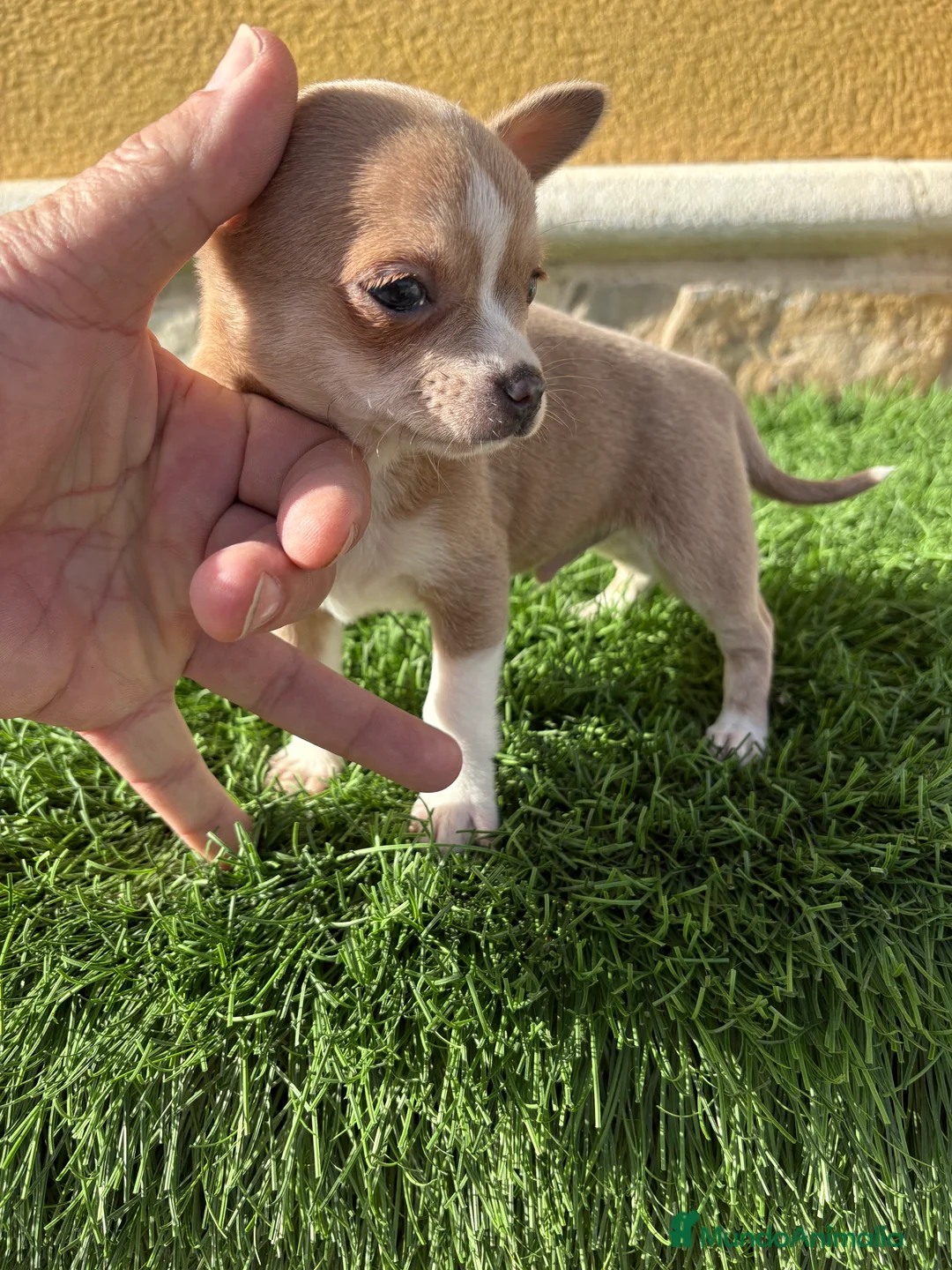 Chihuahua perros en venta: Chihuahua macho marrón blue ojos azules - Anuncio 19