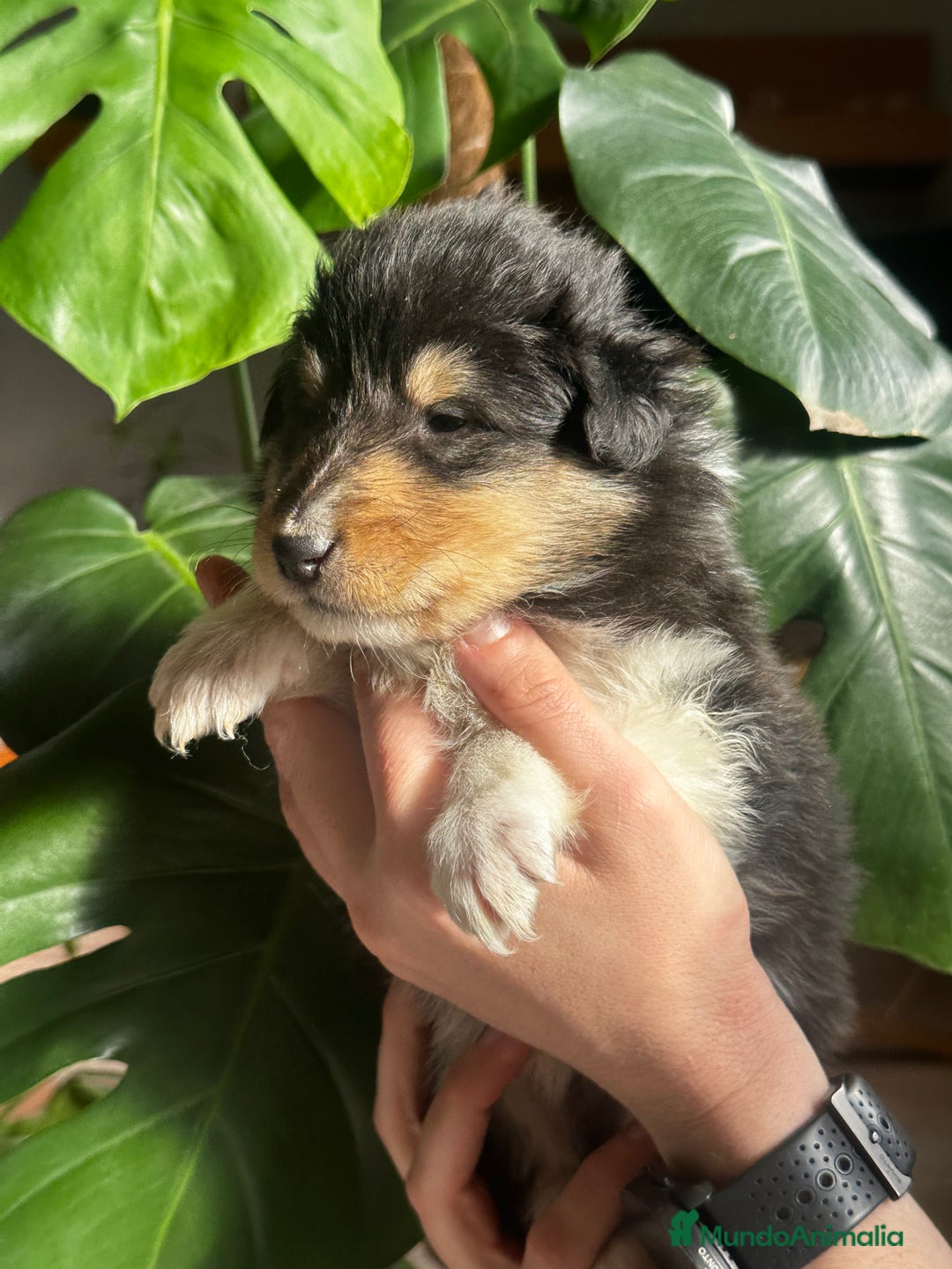 Collie de Pelo Largo perros en venta: Rough collie - Anuncio 3