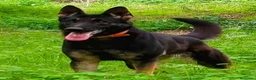 Pastor Alemán perros en venta: Pastor alemán línea de trabajo  - Anuncio 1