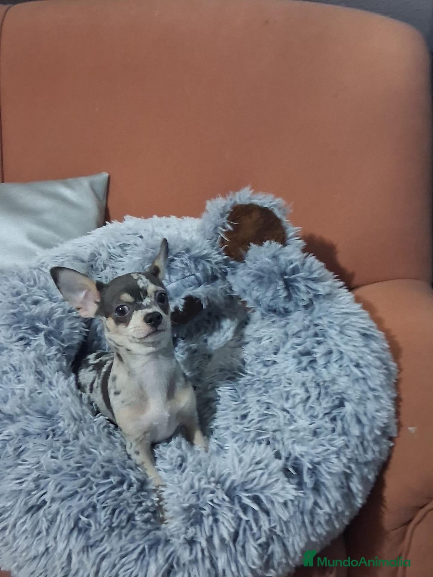 Chihuahua perros chihuahua merle lilac  4meses muy pequeños  - Anuncio 3
