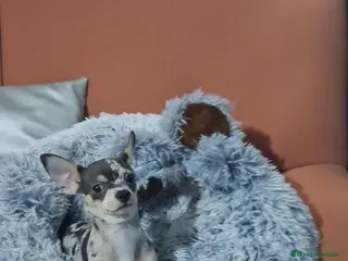 Chihuahua perros chihuahua merle lilac 4meses muy pequeños - Anuncio 3
