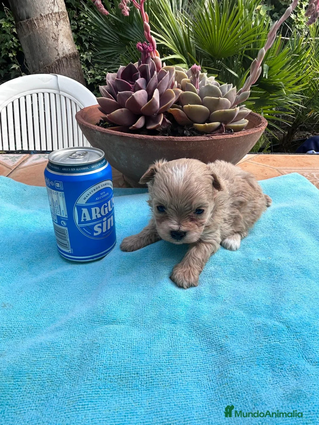 Maltipoo perros en venta: Camada cachorros raza Maltipoo en Granada - Anuncio 14