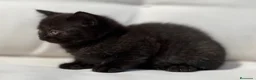 Británico de Pelo Corto gatos en venta: BRITISH SHORTHAIR NEGRA - Anuncio 2