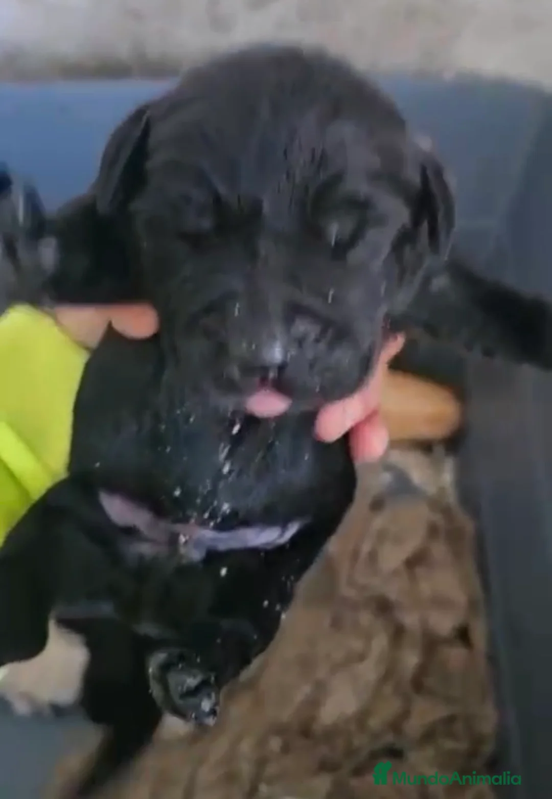 Labrador Retriever perros en venta: Labrador retriever,espectacular camada!! - Anuncio 4