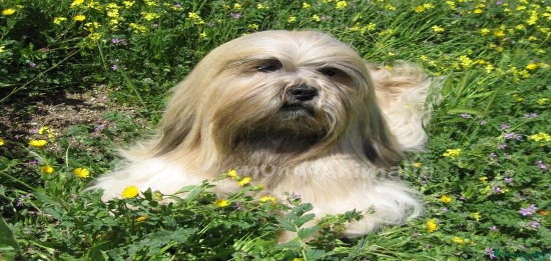 Imagen de galería {{count}}