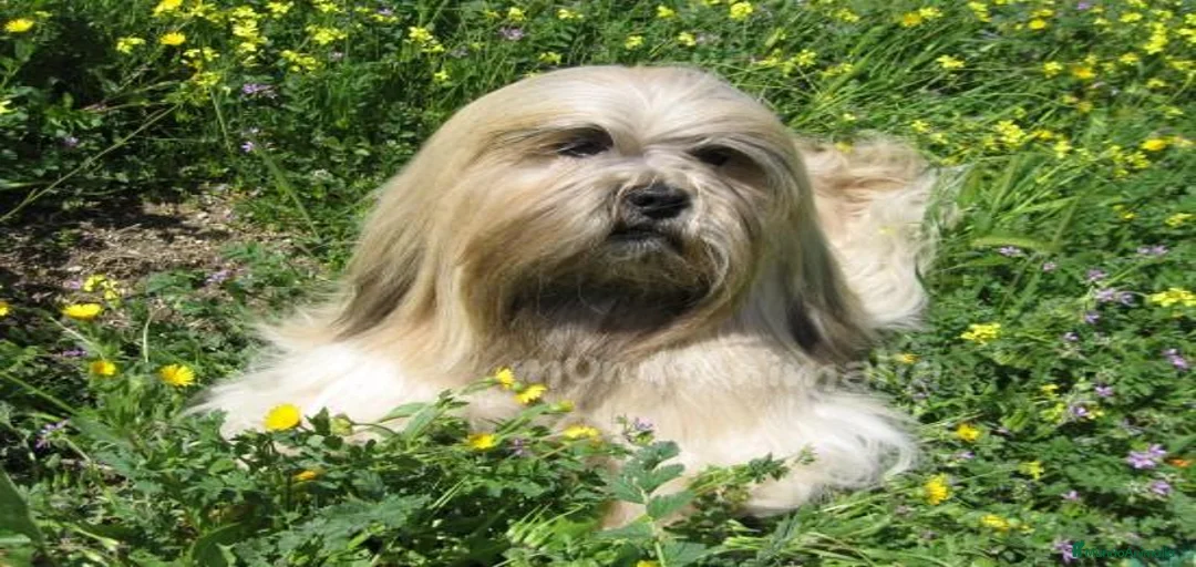 Imagen de galería {{count}}