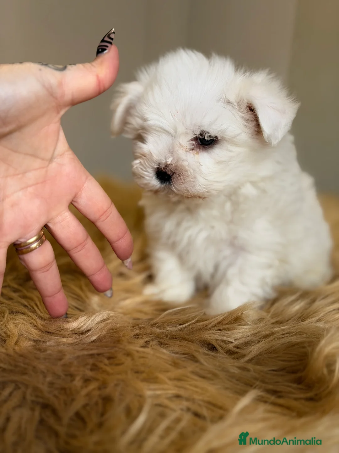 Bichón Maltés perros en venta: Bichon Maltes americano  - Anuncio 2