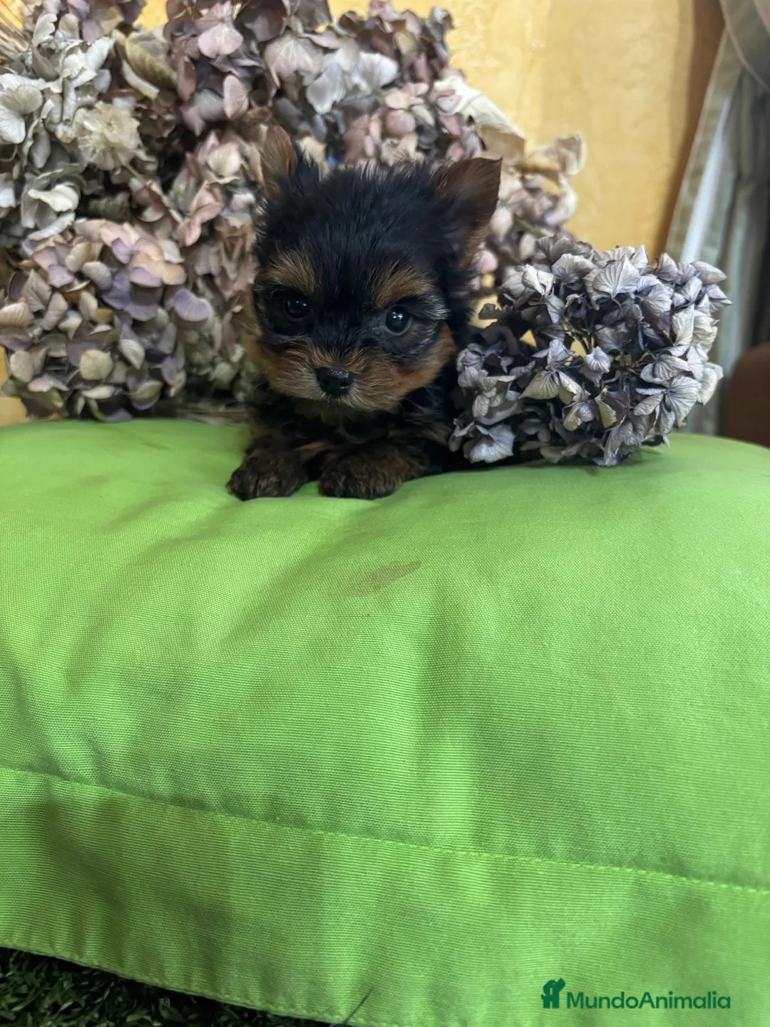 Yorkshire Terrier perros en venta: Yorkshire Toy fotos actuales hembra y macho !! - Anuncio 9