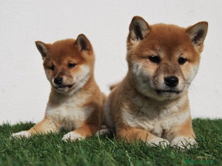 Shiba Inu perros en Madrid - Anuncio 14