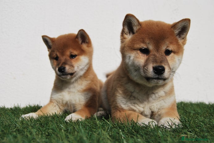 Shiba Inu perros en Madrid - Anuncio 14