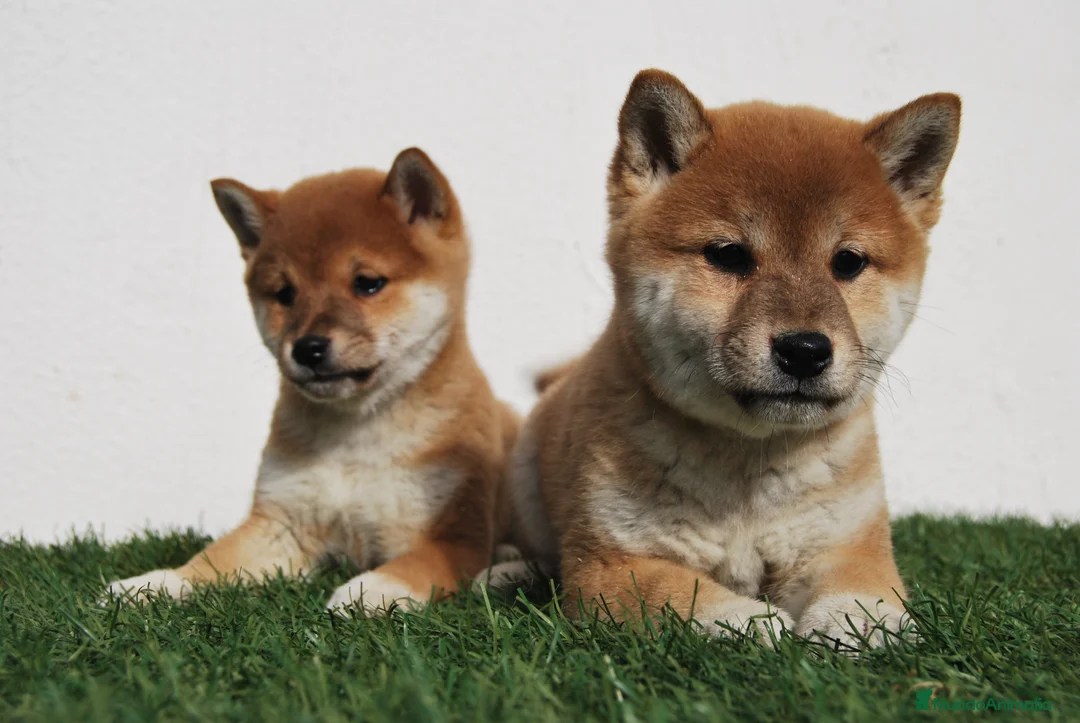 Shiba Inu perros en venta: CACHORROS SHIBA INU en Madrid - Anuncio 1