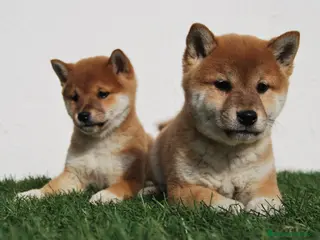 Shiba Inu perros CACHORROS SHIBA INU en Madrid - Anuncio 7