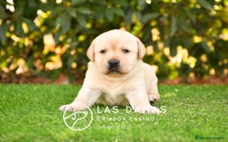 Labrador Retriever perros en venta: Cachorros de labrador dorado - Imagen 2