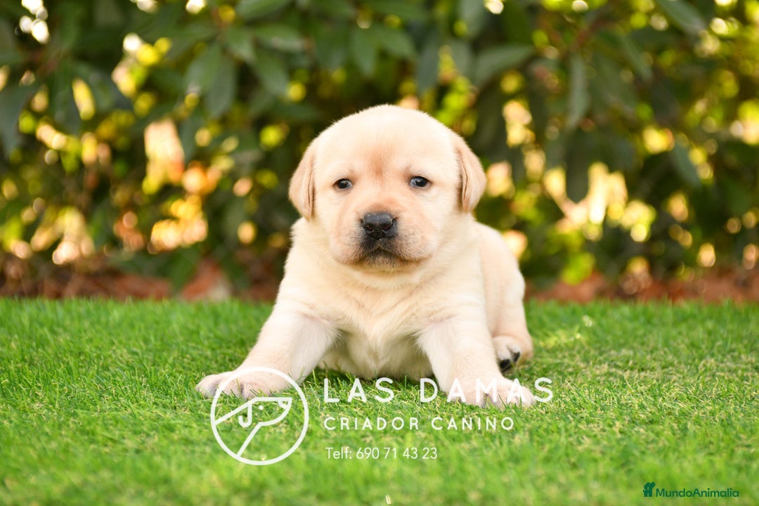 Labrador Retriever perros en venta: Cachorros de labrador dorado - Imagen 2
