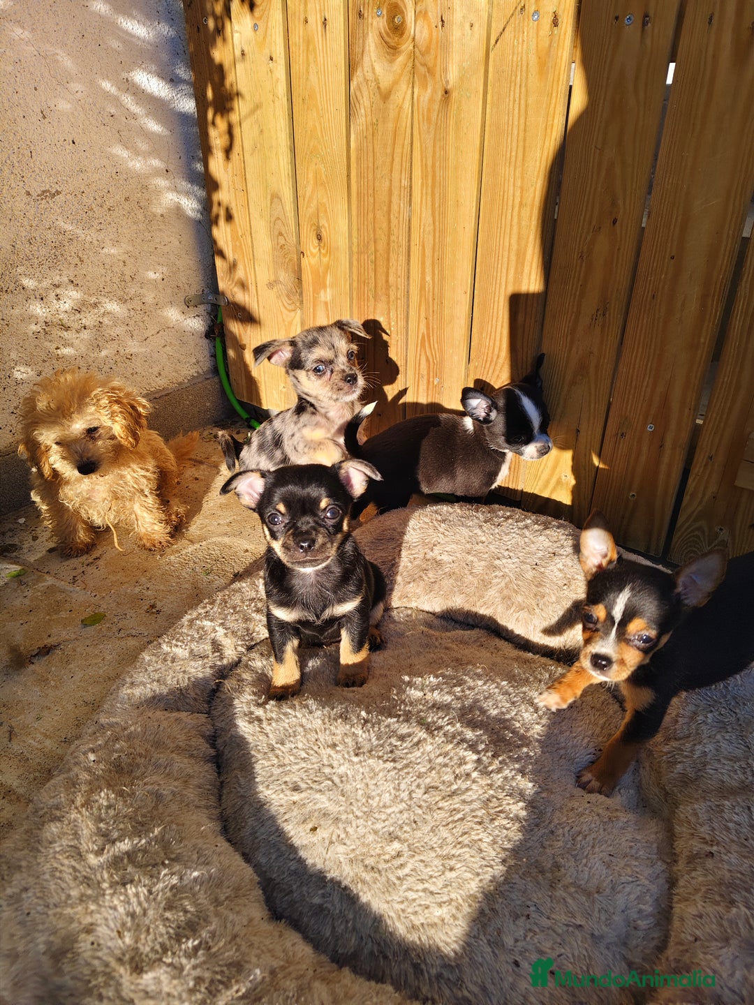 Chihuahua perros en venta: Chihuahua Toy machos  - Anuncio 3