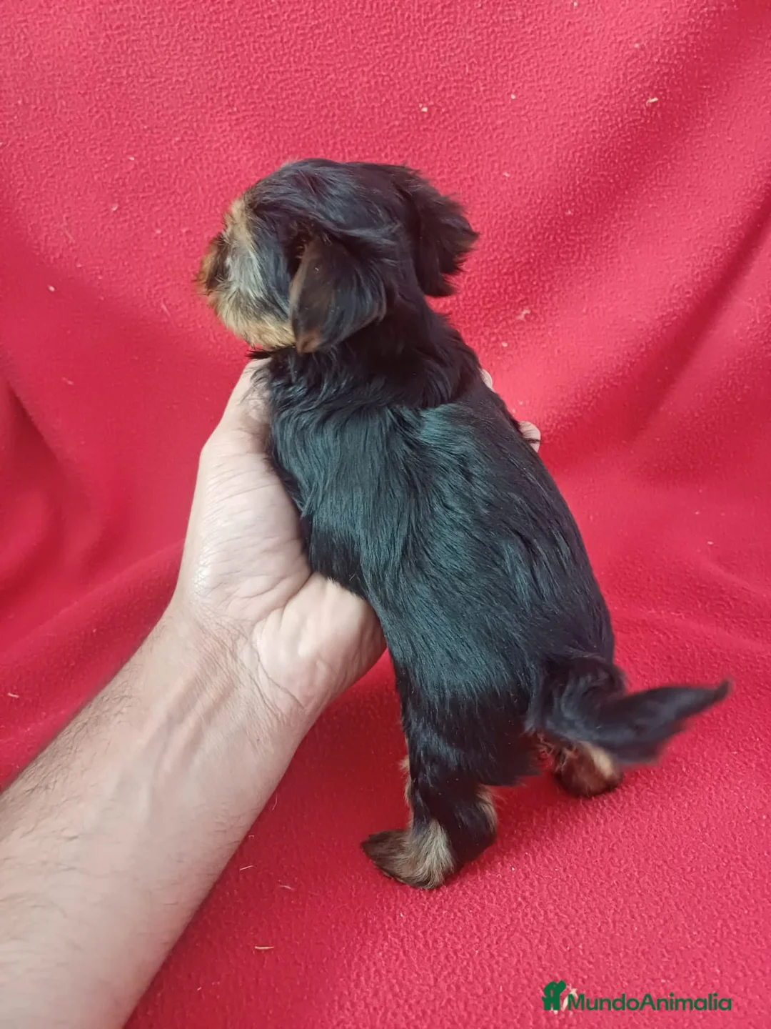 Yorkshire Terrier perros en venta: Yorkshire Terrier  - Anuncio 3