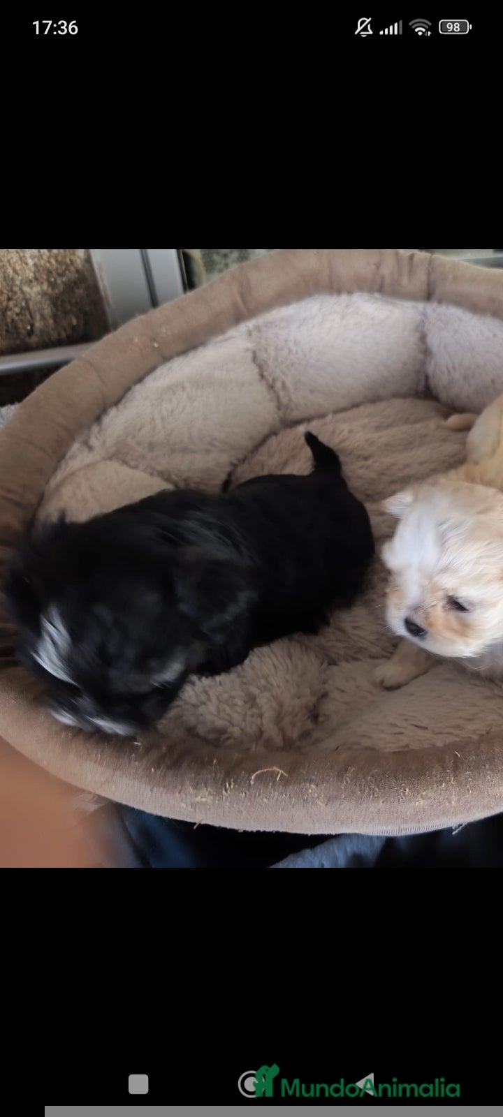 Raza Mixta perros Bichón maltés maltipoo - Anuncio 1