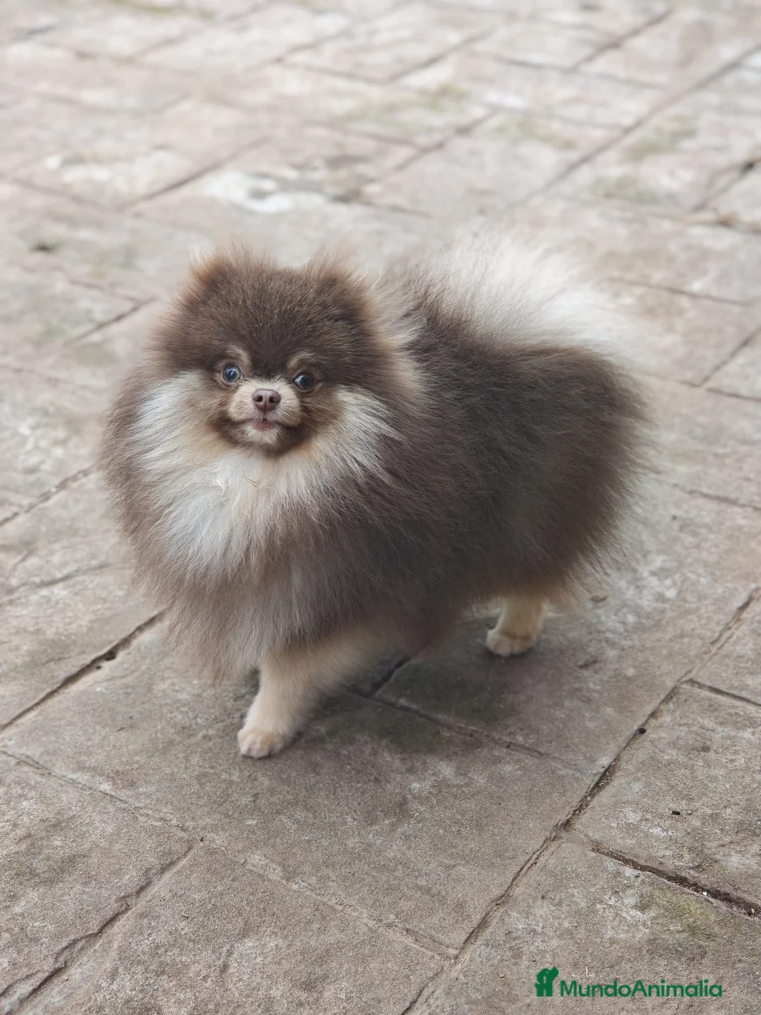Pomerania perros para monta: Pomerania lilac montas  - Anuncio 2