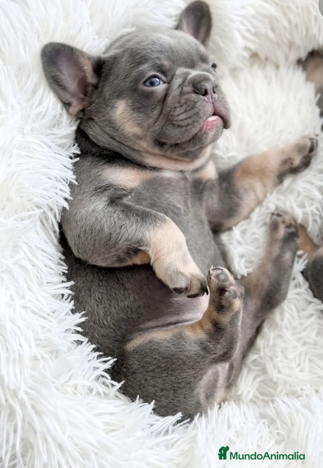 Bulldog Francés perros en venta: Bulldog francés Exótico  - Anuncio 3