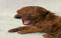 Caniche Enano perros en venta: Caniche enano  - Imagen 1