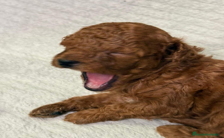 Caniche Enano perros - Propaganda 13