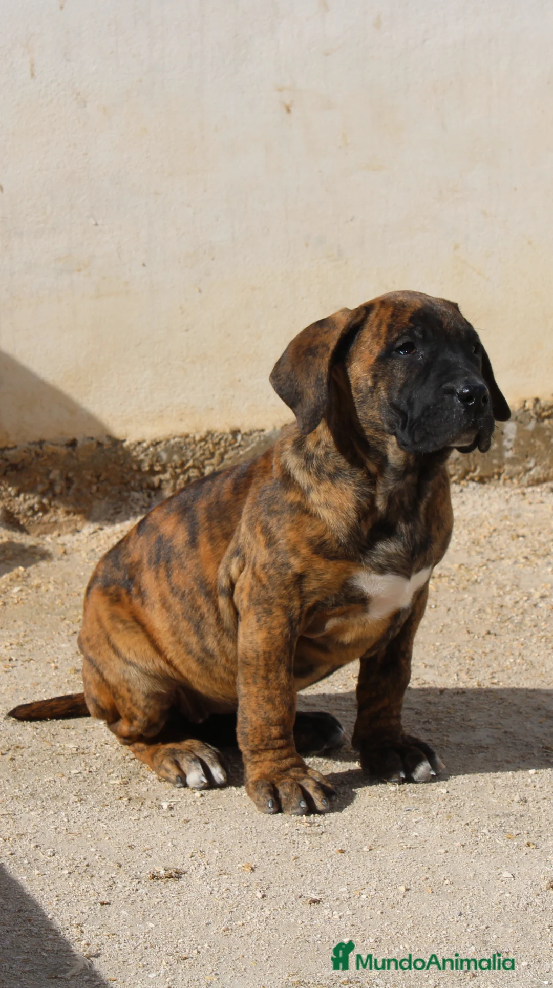 Presa Canario perros en venta: Presa canario  - Anuncio 8