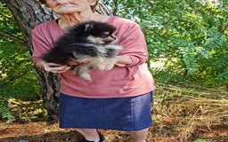 Pomerania perros en venta: Pomerania toy - Imagen 2