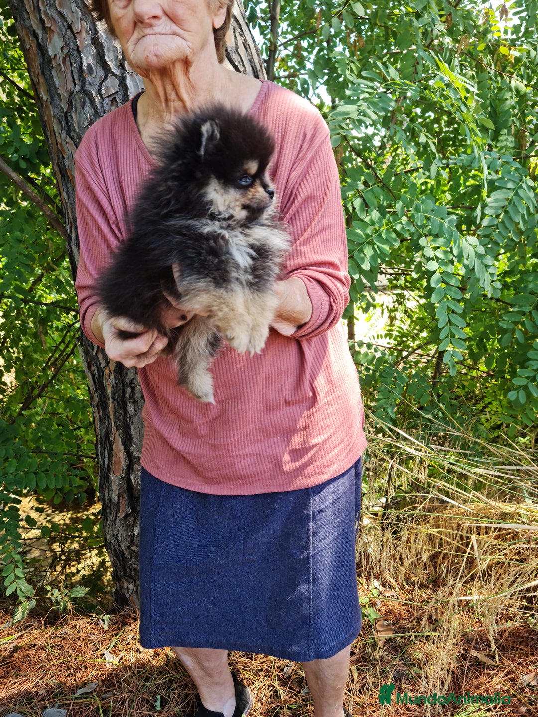 Pomerania perros en venta: Pomerania toy - Imagen 2