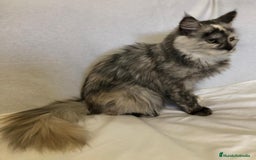 Maine Coon gatos en venta: Maine Coon Hembras - Imagen 11