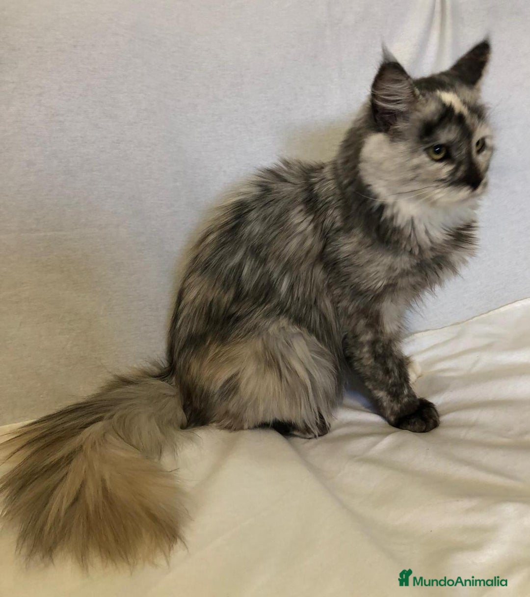 Maine Coon gatos en venta: Maine Coon Hembras - Imagen 11