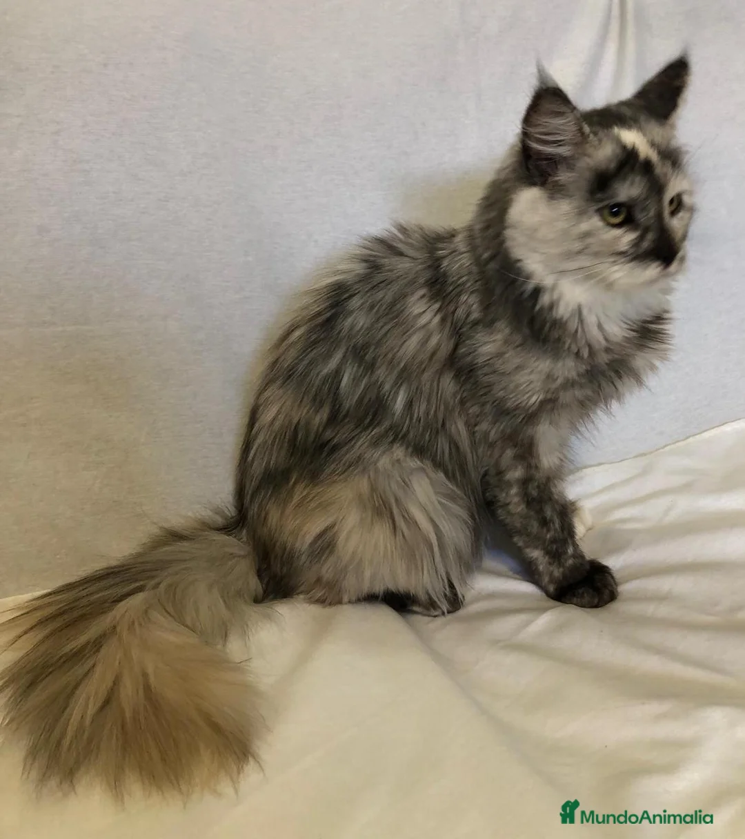 Maine Coon gatos en venta: Maine Coon Hembras - Anuncio 11