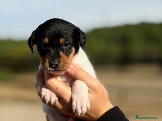 Ratonero Bodeguero Andaluz perros - Anuncio 1
