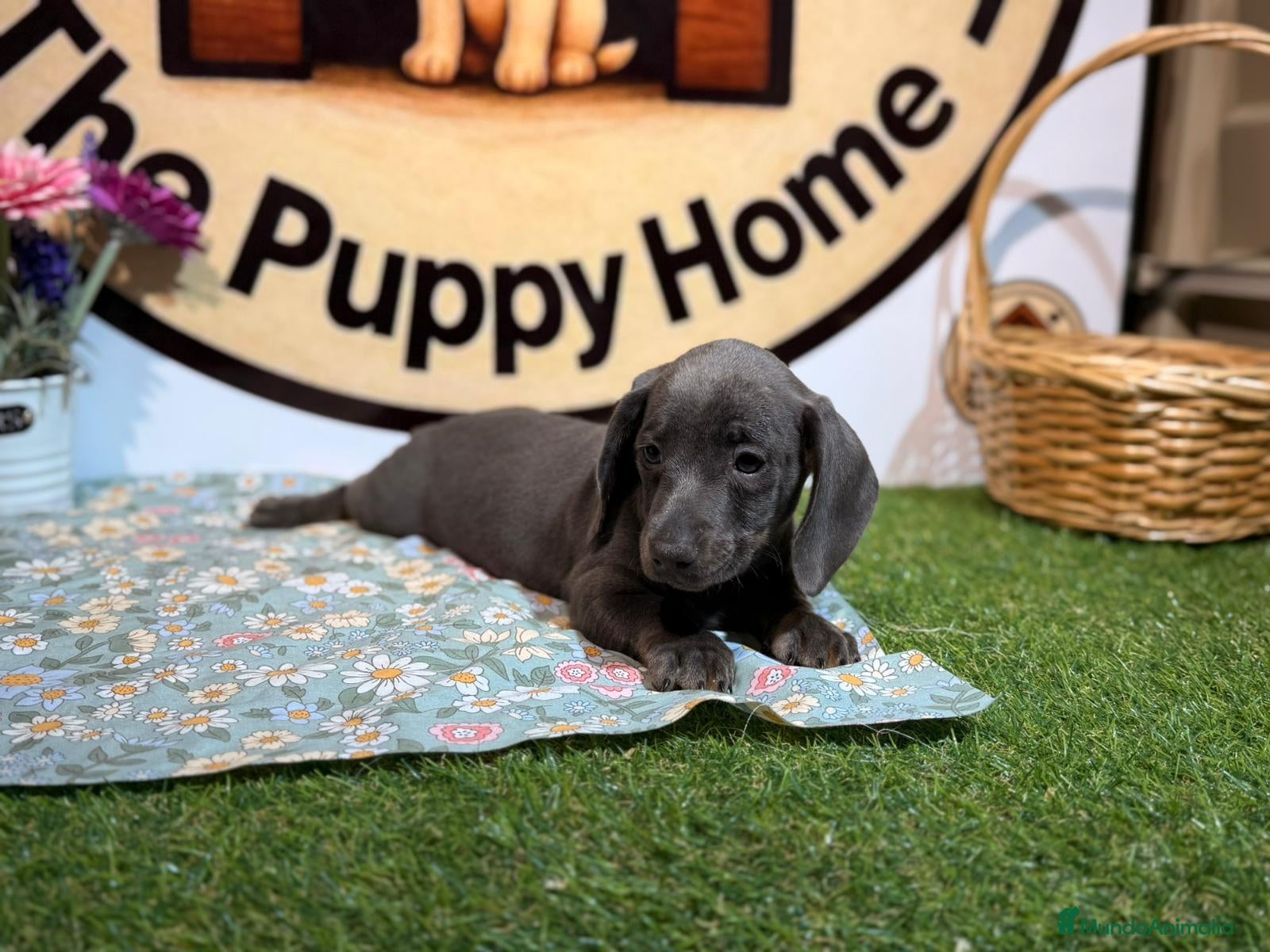 Teckel Miniatura perros Teckel miniatura - Anuncio 1