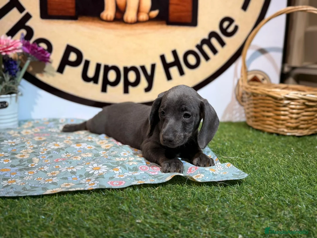 Teckel Miniatura perros en venta: Teckel miniatura - Anuncio 1