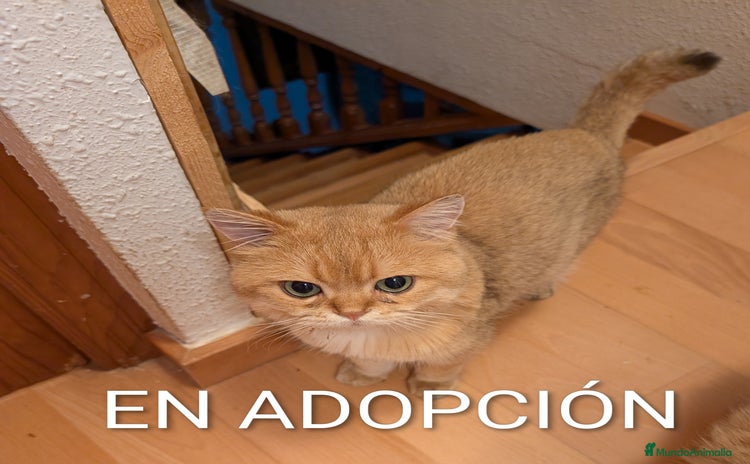 Británico de Pelo Corto gatos - Anuncio 1