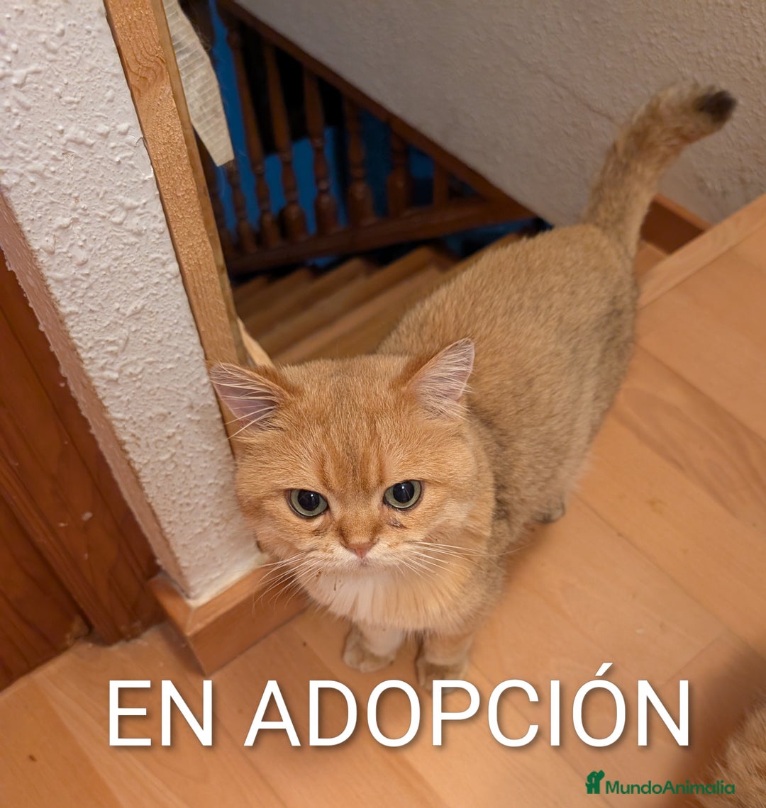 Británico de Pelo Corto gatos en adopcion: British shorthair chocolate golden pura raza - Imagen 1