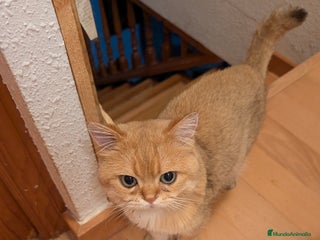 Británico de Pelo Corto gatos - Anuncio 8
