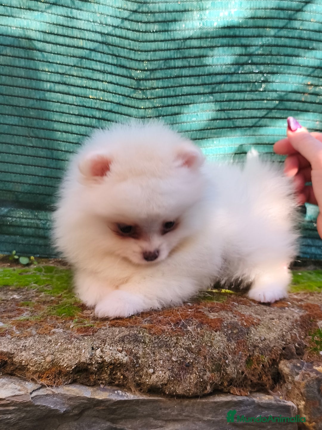 Pomerania perros en venta: Pomeranian línea rusa y coreana Madrid y Cáceres  - Anuncio 4