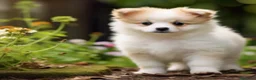 Pomerania perros en venta: pomeranania economico - Anuncio 1