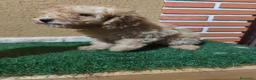 Caniche Toy perros en venta: Cachorritos de caniche toy en Navarra - Anuncio 10